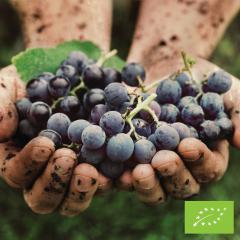 European Green Plan: Commission presents measures to boost organic production