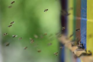 From field to table: Commission sets strict maximum pesticide residue levels to protect pollinators