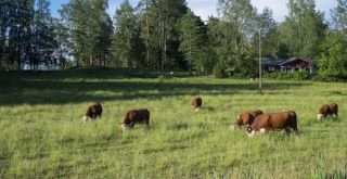 Webinar: Supporting the rural green transition